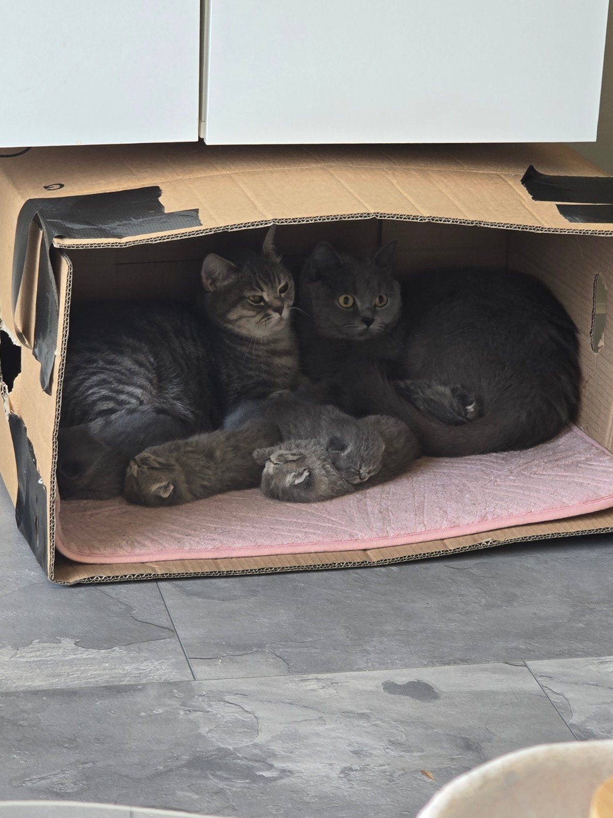 Britse korthaar kittens, Meerdere dieren