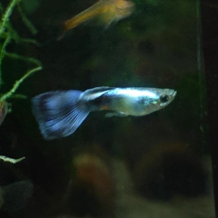 Lebistes reticulatus man, Vis