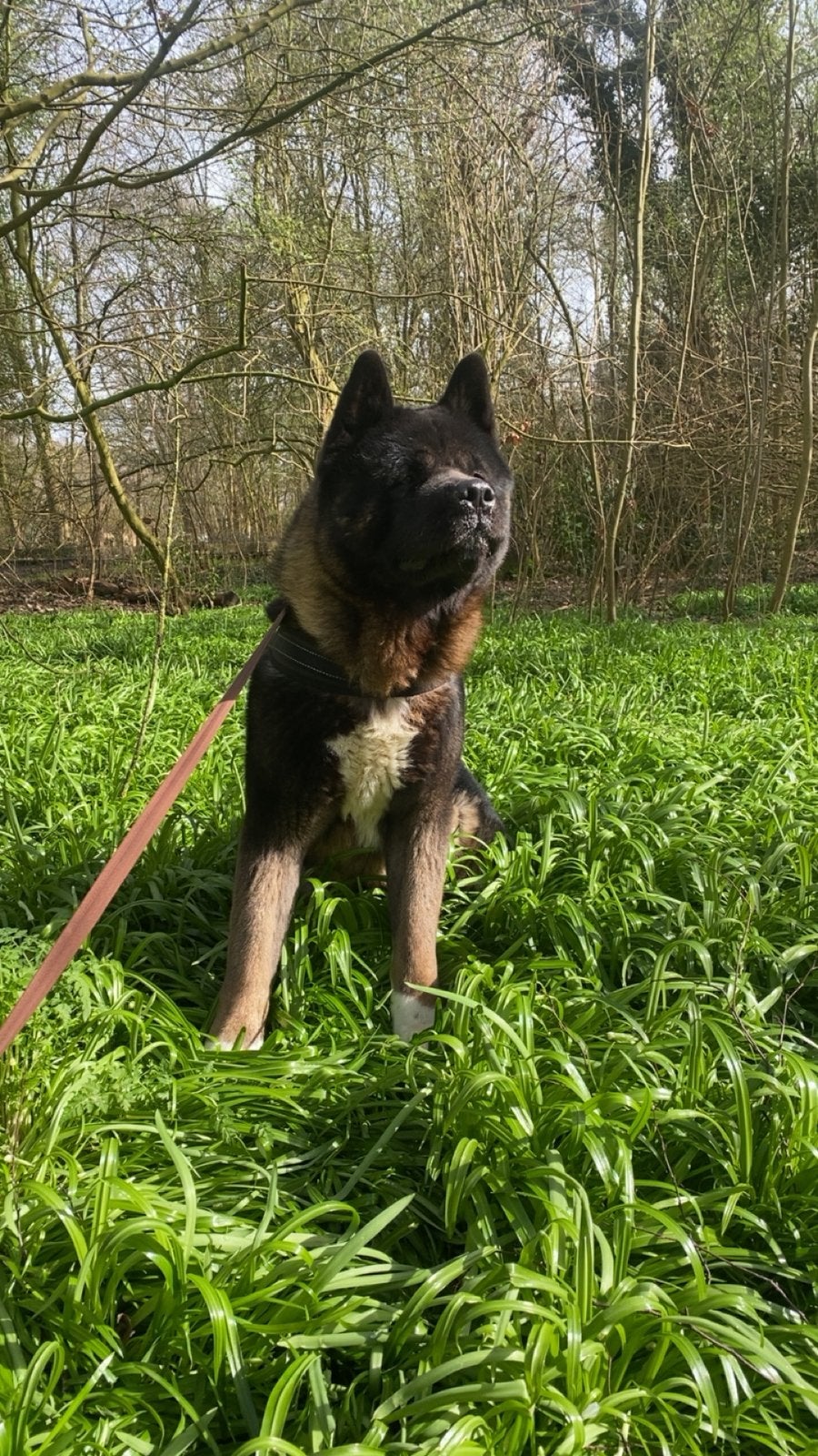 Gouden mandje gezocht (onder voorbehoud al gereserveerd), 1 tot 2 jaar, Parvo, Eén hond, Nederland