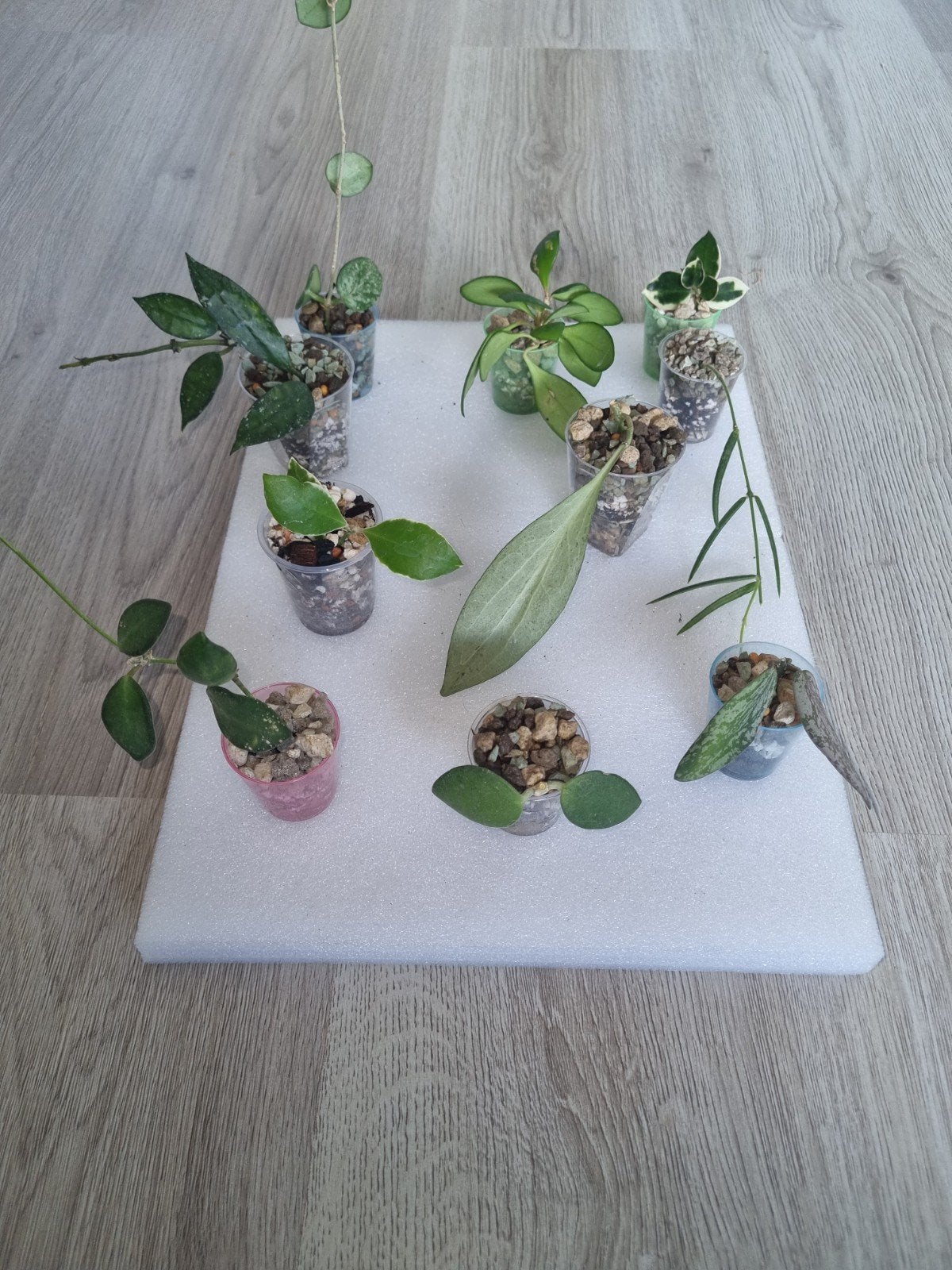 Hoya stekjes pakket 10x voor €25!, Huis en Inrichting, Kamerplanten, Ophalen of Verzenden, Halfschaduw, Minder dan 100 cm