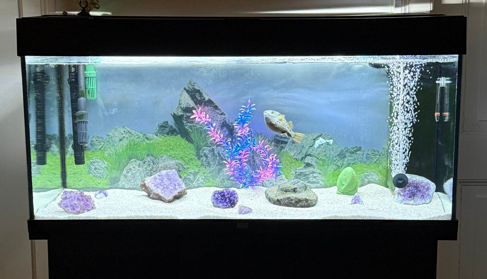 Figure 8 puffer fish + everything needed, Ophalen, Zo goed als nieuw, Leeg aquarium