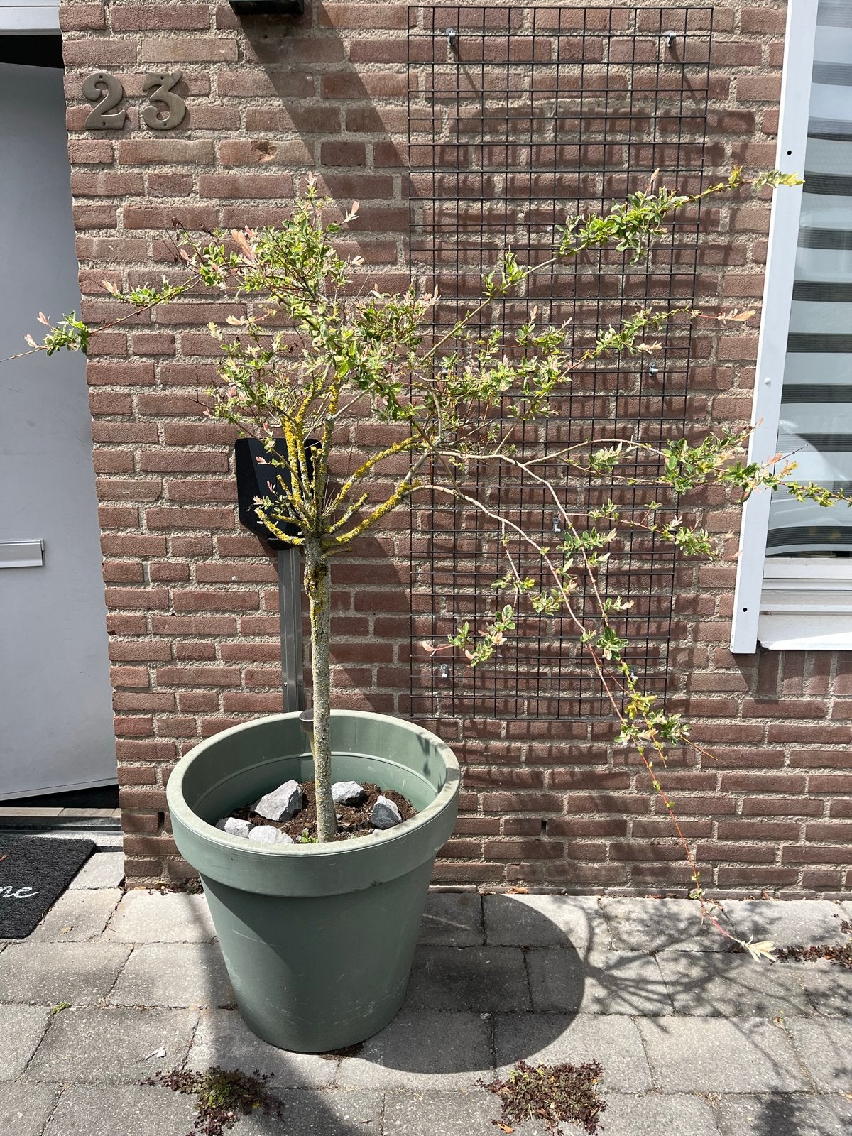 Boompje inclusief pot, Overige soorten, Lente, 100 tot 250 cm, Ophalen