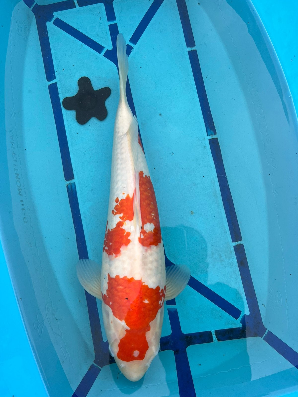 Kohaku ca. 45 cm, Dieren en Toebehoren, Karper of Koi