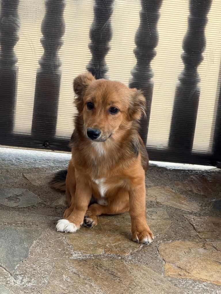 Puppys 5maanden adoptie herplaatser, Dieren en Toebehoren, Honden | Niet-rashonden, Particulier, 15 weken tot 1 jaar, Buitenland