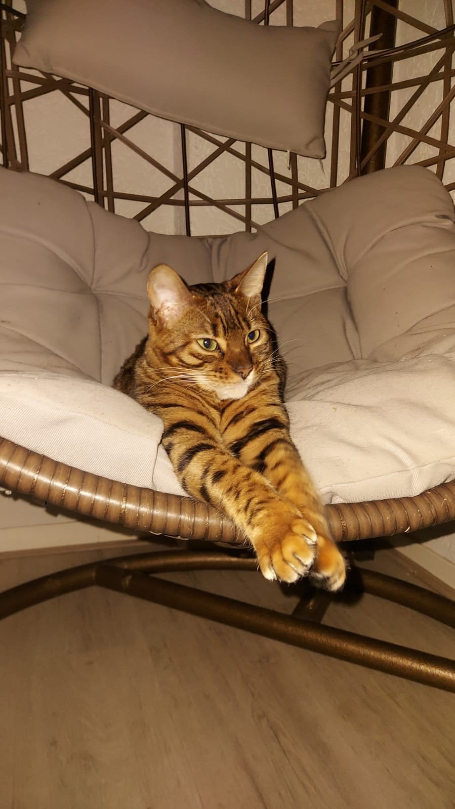 bengaal x kittens te reserveren nog 3, Dieren en Toebehoren, Meerdere dieren, Ontwormd, 0 tot 2 jaar