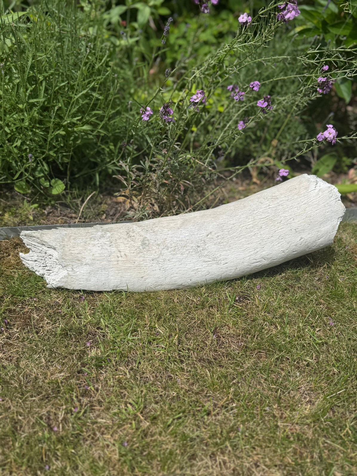 Mammoetslagtand – Wit/Crème – 7,4 kg – Ontzilt – 55 cm, Ophalen, Fossiel