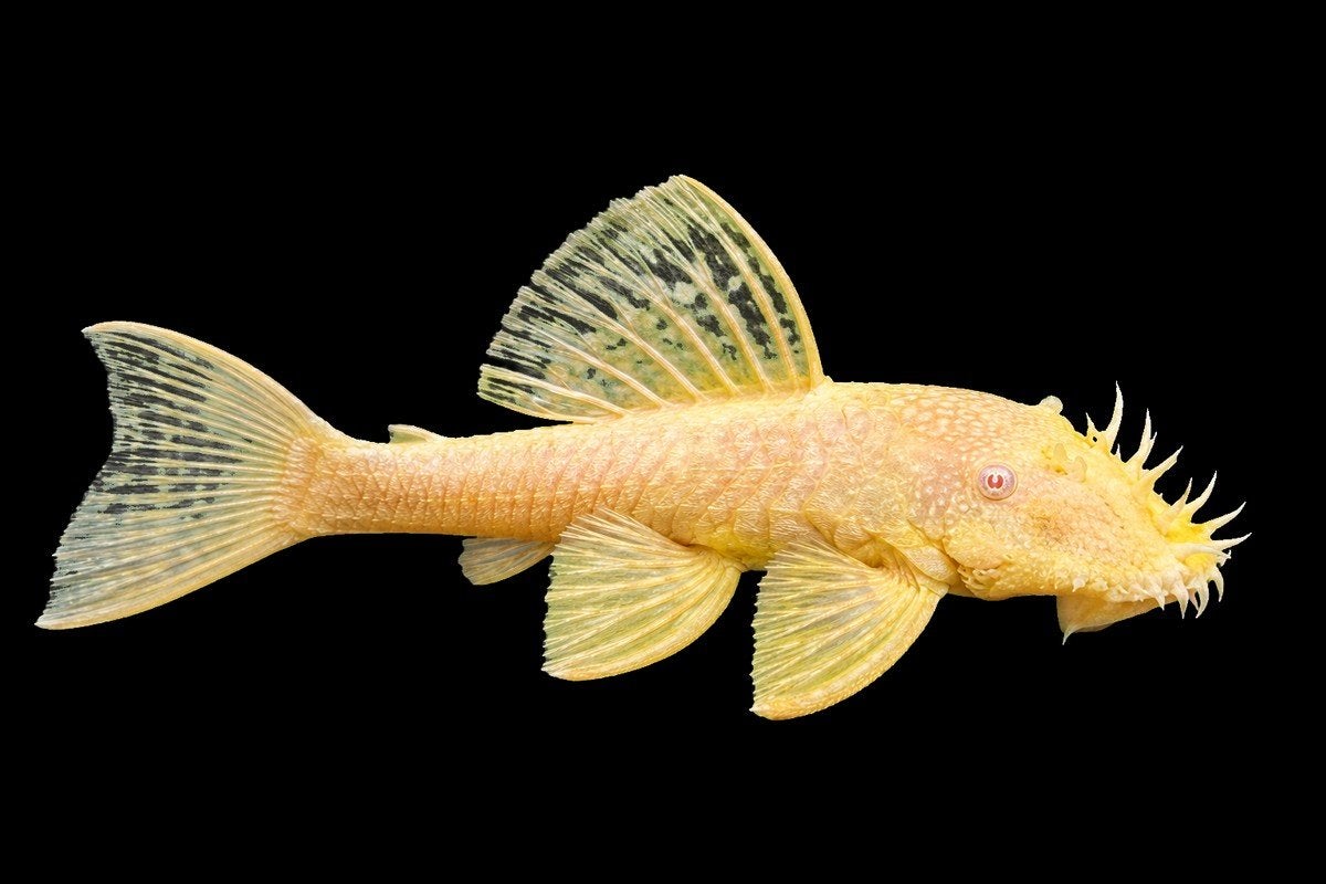 Ancistrus Albino (pleco), Vis