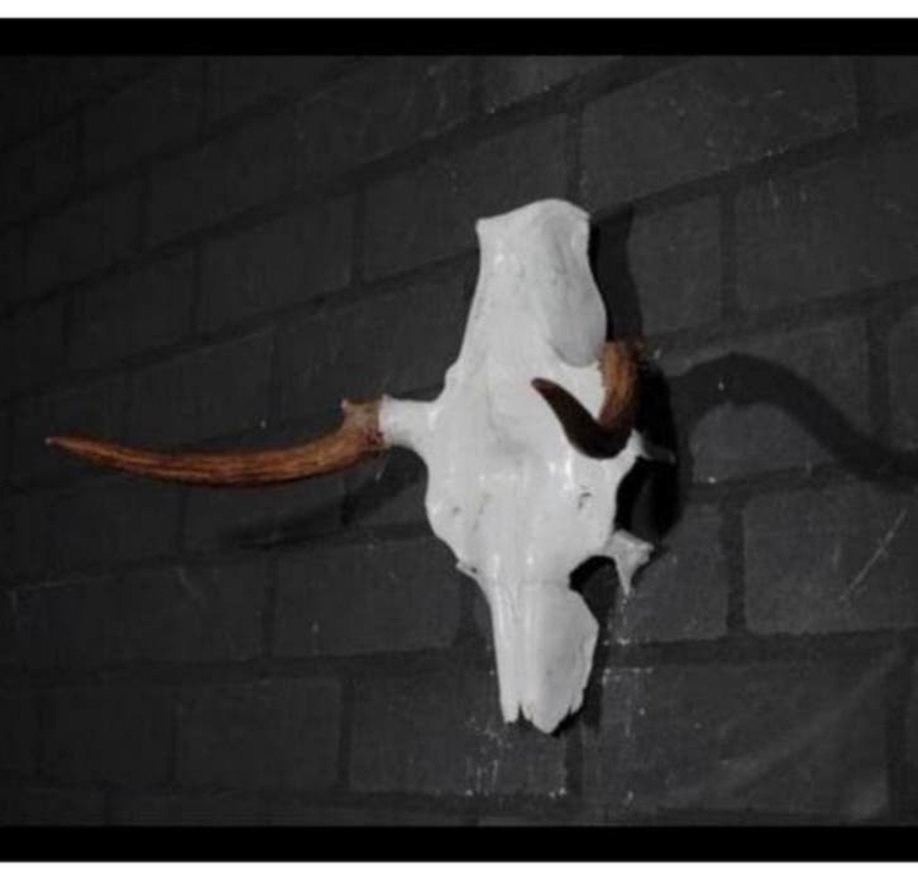Eland Schedel Large Northern Elk Moose skull - Alces alces, Verzamelen, Dierenverzamelingen, Ophalen of Verzenden, Schedel