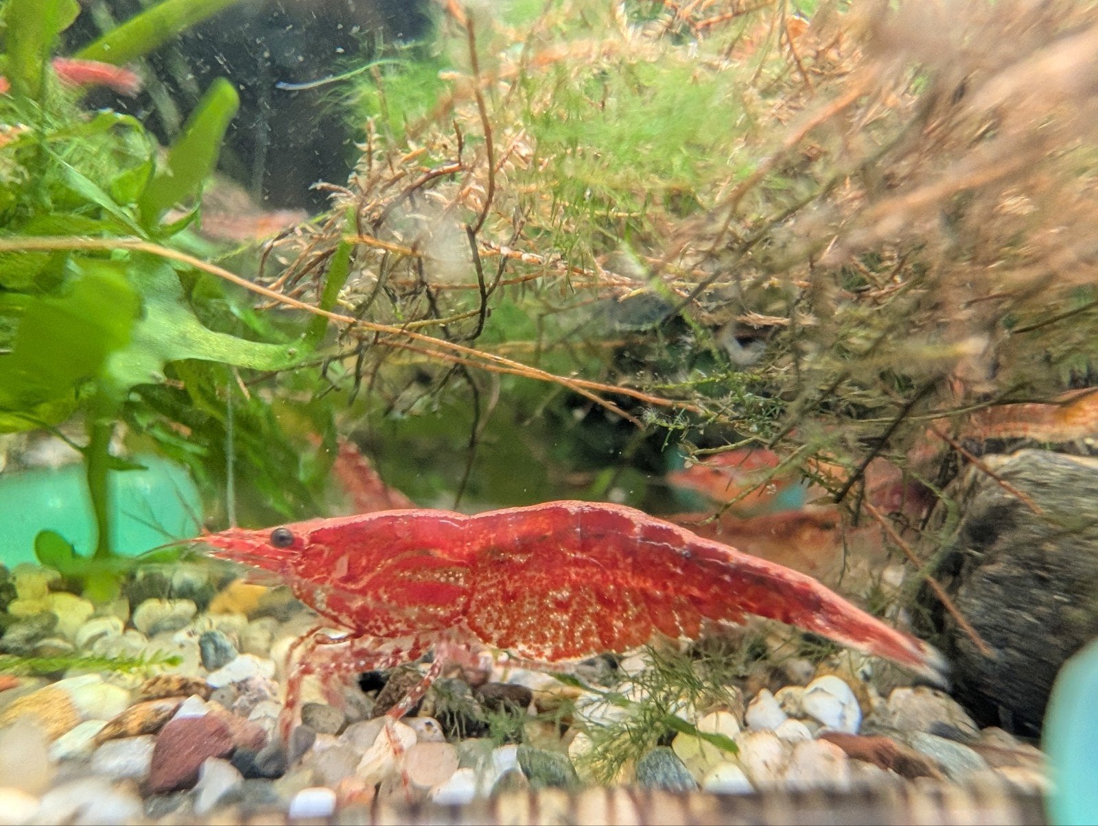 Rode garnalen, Dieren en Toebehoren, Vissen | Aquariumvissen, Kreeft, Krab of Garnaal