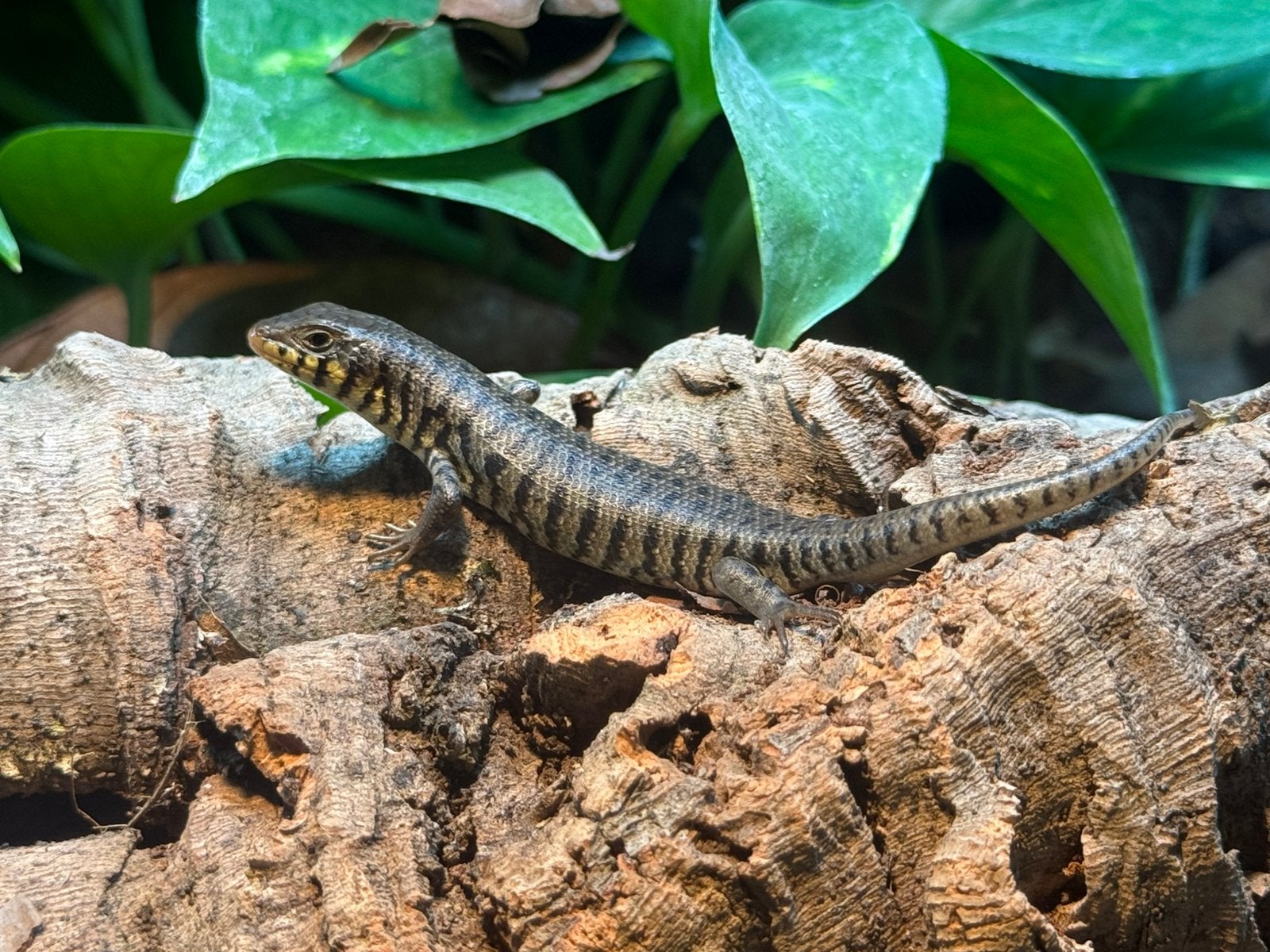 1.1 Zebra skinken - Trachylepis dichroma +/- terrarium, Dieren en Toebehoren, Hagedis, Met terrarium, 0 tot 2 jaar
