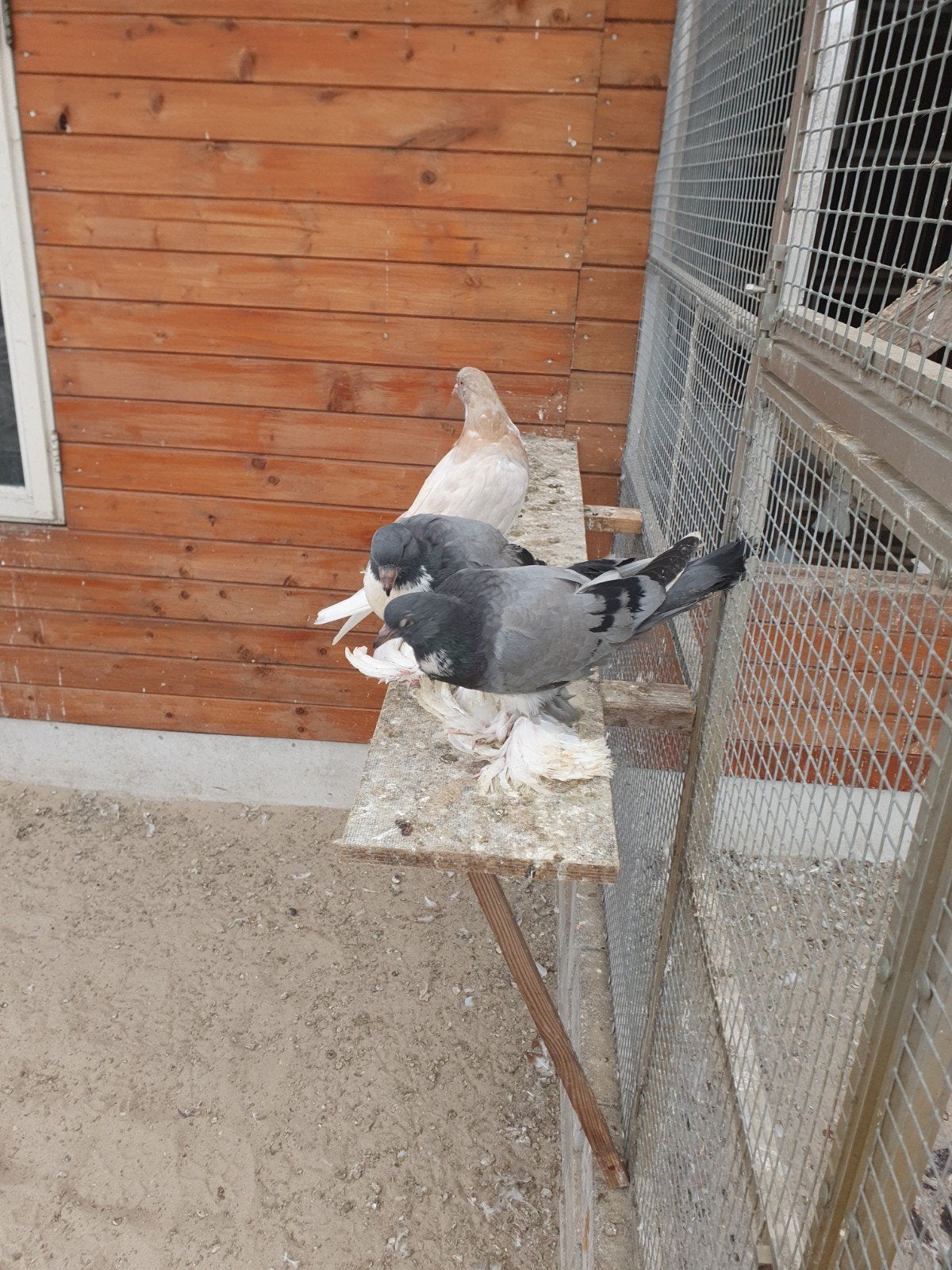 Hollandse kroppers  blauwbont jong, Meerdere dieren, Kropper