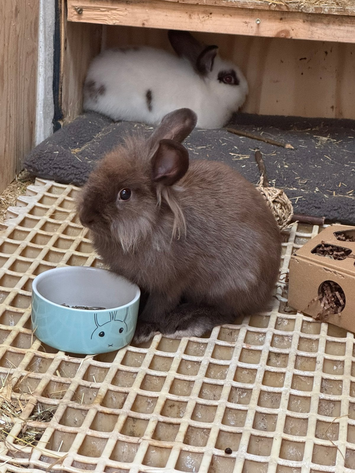 Deren, Dieren en Toebehoren, Konijnen, Mannelijk, Groot