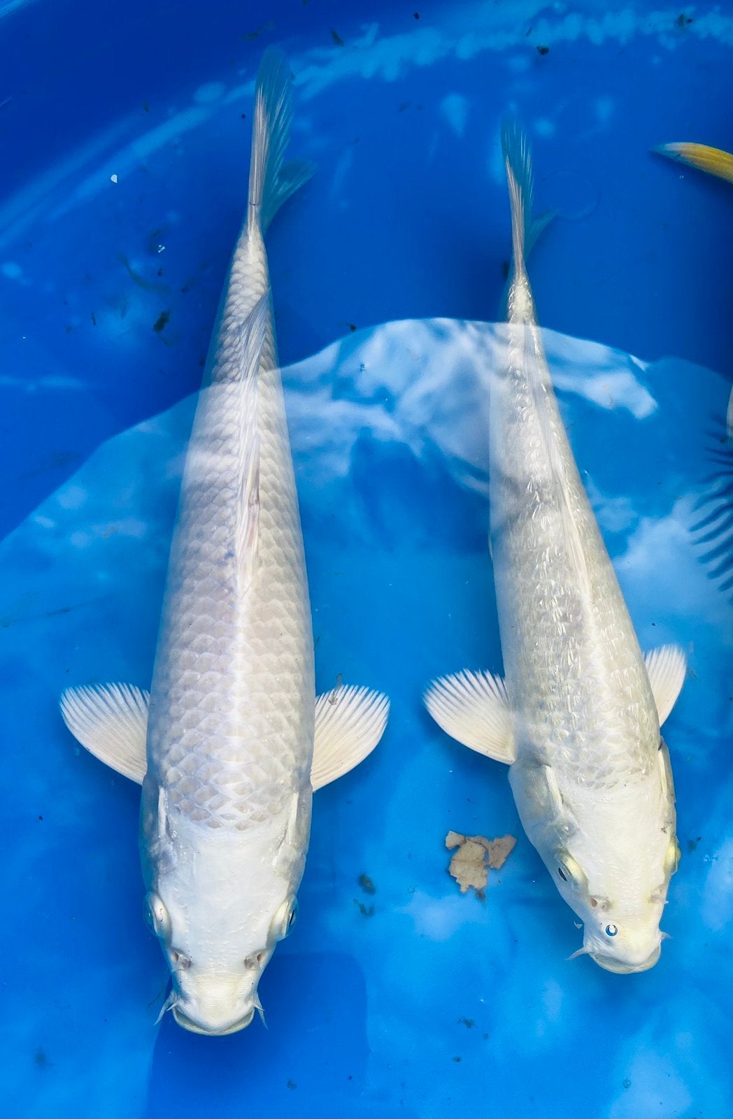 Orenji Ogon, Mizuho, Platinum, Mukashi, Yamabuki 25cm, Karper of Koi