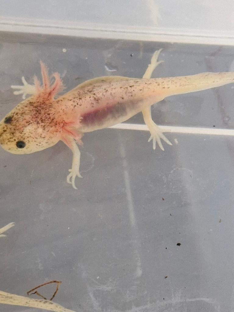 Piebald axolotl baby's, Overige typen, Zoetwatervis