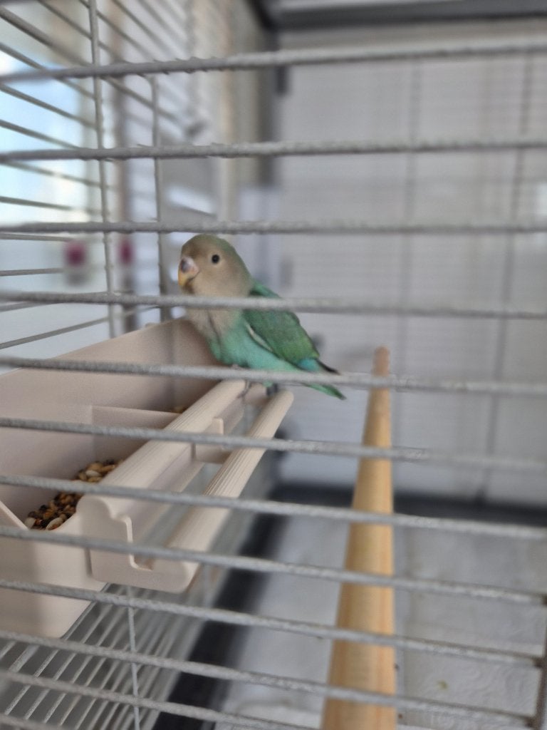 Jonge Agapornis Roseicollis dwergpapegaai, Geslacht onbekend, Dwergpapegaai of Agapornis, Tam