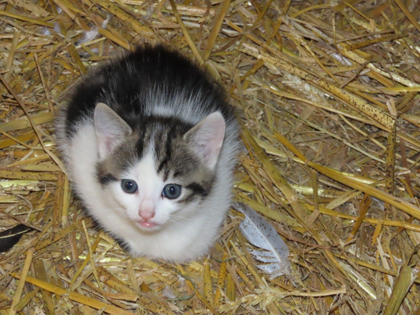 Hele lieve kittens, Poes, Kortharig