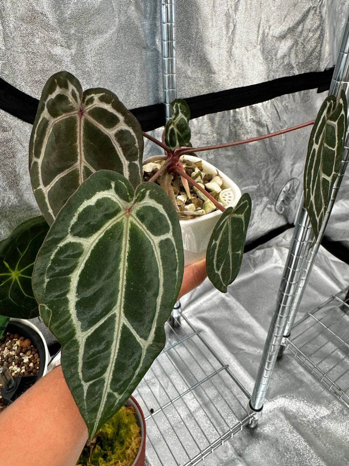 Anthurium Michelle (Doc Block), Groene kamerplant, Ophalen, Halfschaduw, Minder dan 100 cm