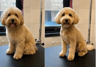 Labradoodle trimmen | Ervaren trimsalon | Noord holland, Diensten en Vakmensen, Dieren | Honden | Verzorging, Oppas en Les