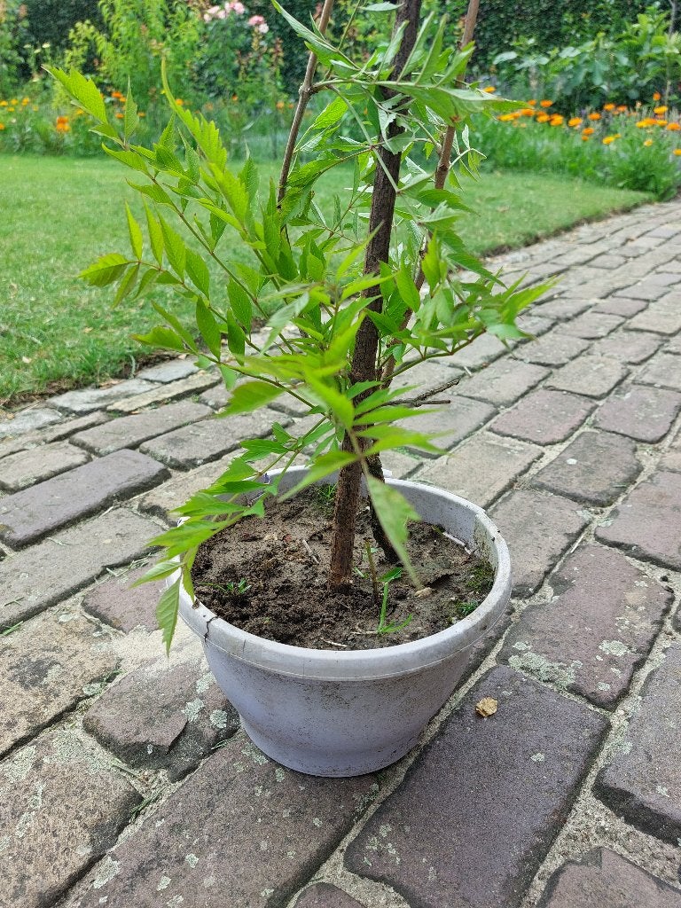 Campsis Radicans trompetbloem in pot oranje bloemen, Volle zon, Vaste plant, Ophalen of Verzenden, Klimplanten