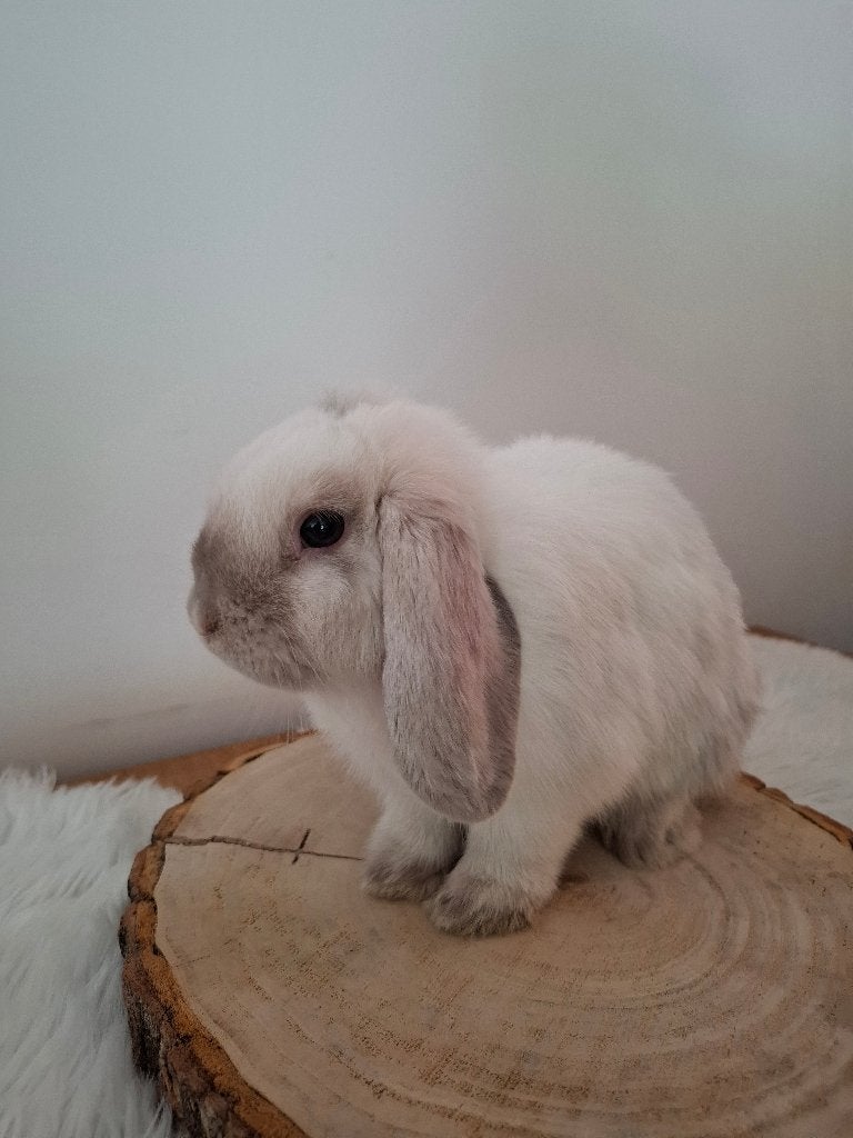 Jong prachtig mooi/lief rammetje, Dieren en Toebehoren, Konijnen, Mannelijk, Dwerg