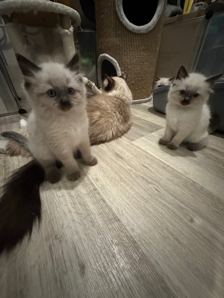 100% prachtige ragdoll kittens te koop, Dieren en Toebehoren, Meerdere dieren, Ontwormd