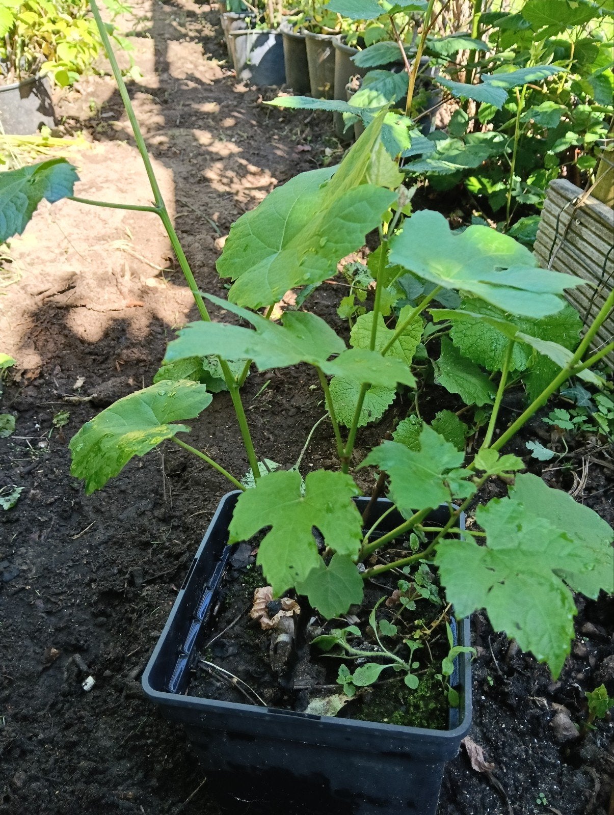 Blauwe druif., Ophalen, Minder dan 100 cm, Overige soorten, Zomer