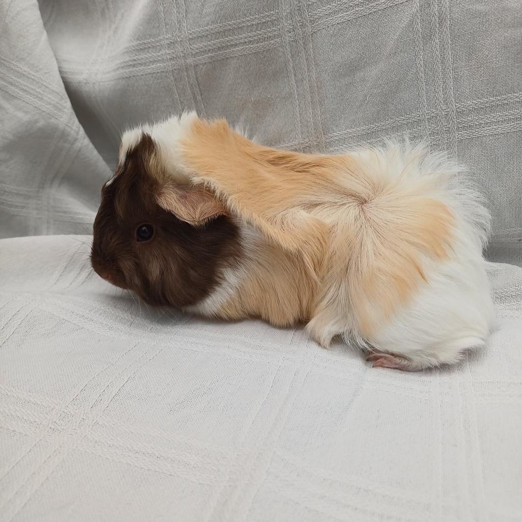 Te koop peruvian zeugje ( gereserveerd t/m zondag), April, Vrouwelijk, Cavia
