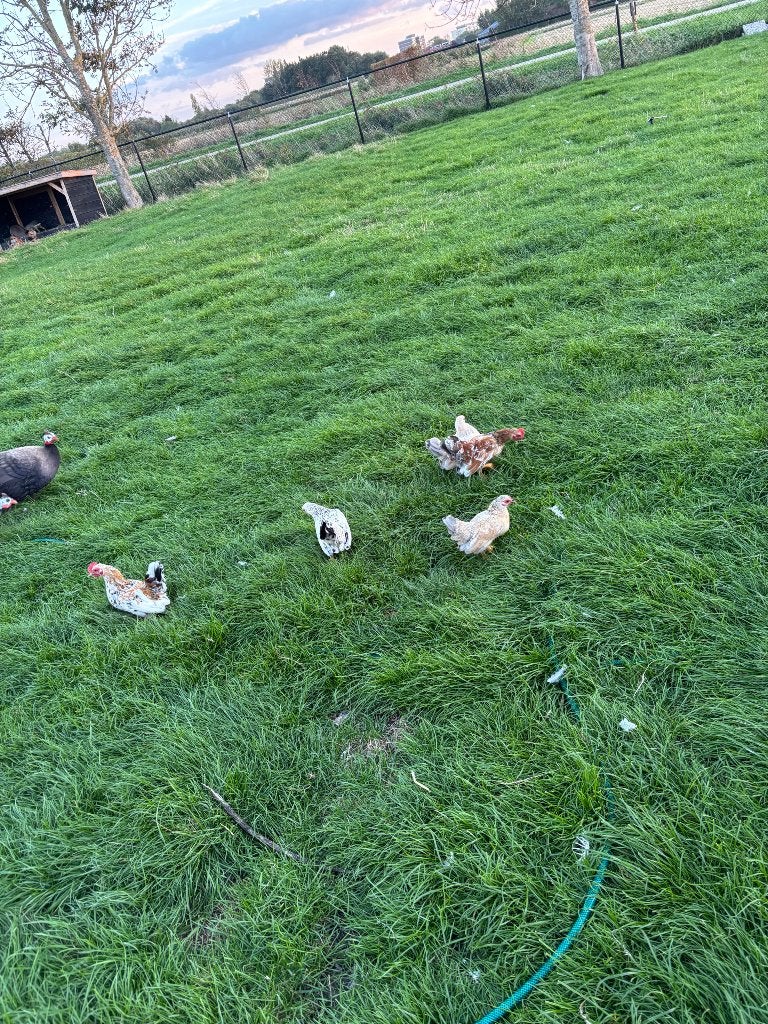 Serama, Meerdere dieren, Kip