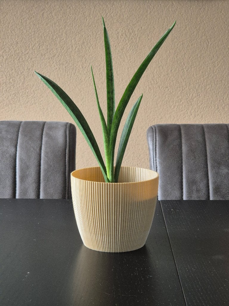 Sansevieria Trifasciata kamerplant - Sanseveria Vrouwentong, Ophalen, Vetplant, Halfschaduw, In pot