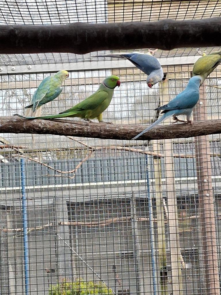 Halsbanden, Koningsparkiet, Zonparkiet...., Dieren en Toebehoren, Vogels | Parkieten en Papegaaien, Meerdere dieren, Parkiet, Geringd