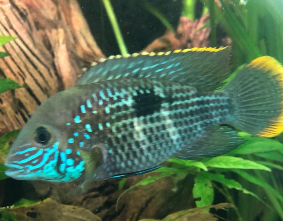 Prachtige Green Terror Cichlide (Andinoacara rivulatus), Vis