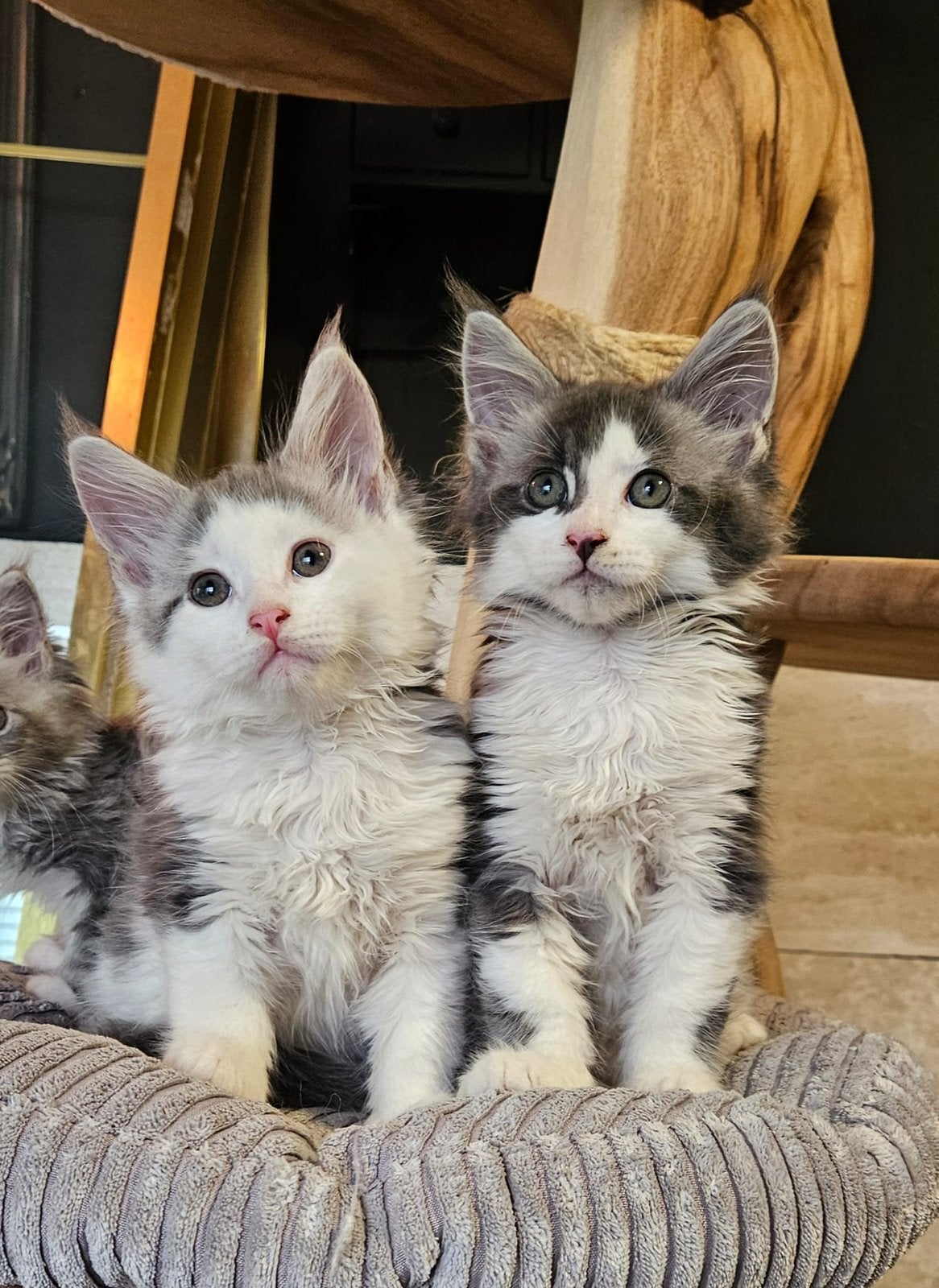 6 maine coon kittens te koop, Meerdere dieren, Gechipt