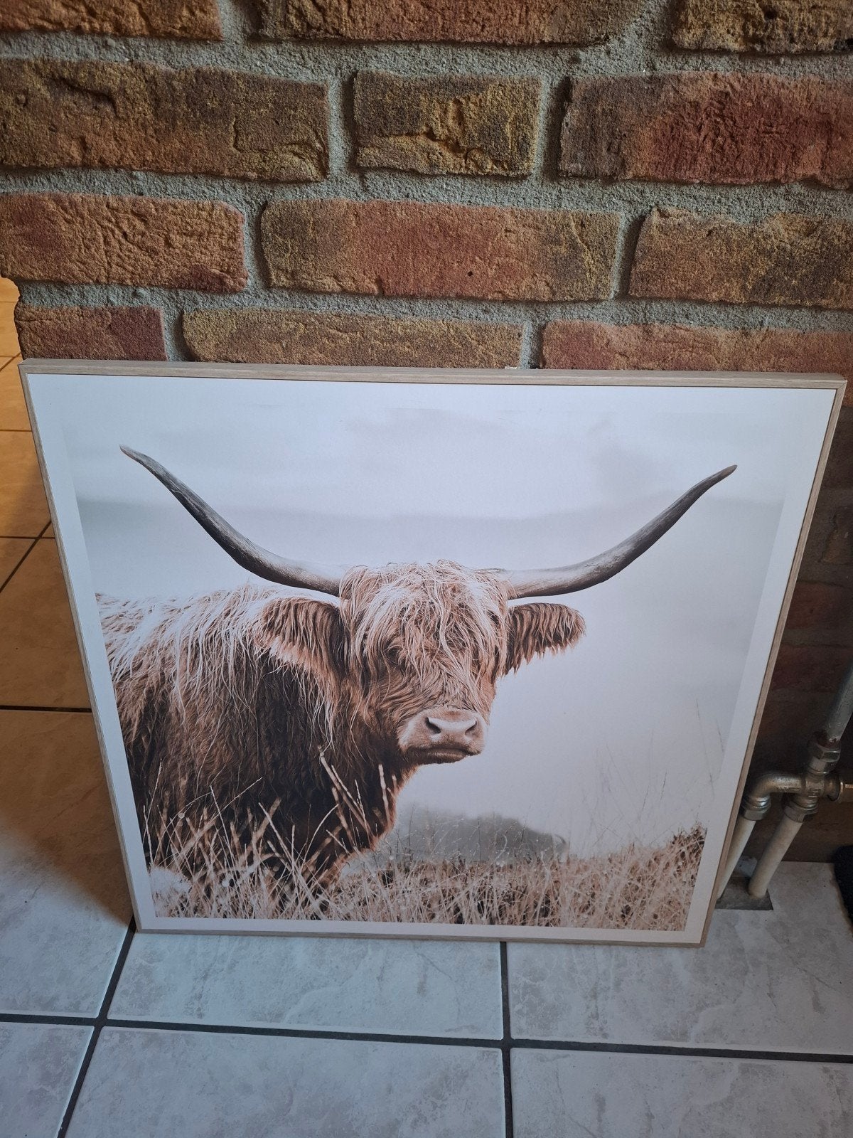 Schilderij Schotse Hooglander - Klaar om op te hangen, 50 – 75, Ophalen of Verzenden, Zo goed als nieuw, Schilderij