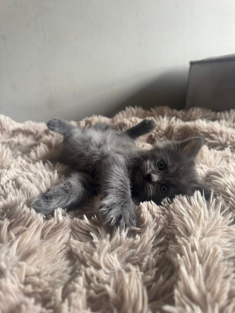 Mainecoon/ragdoll poesje, Dieren en Toebehoren, Poes, Ontwormd, 0 tot 2 jaar