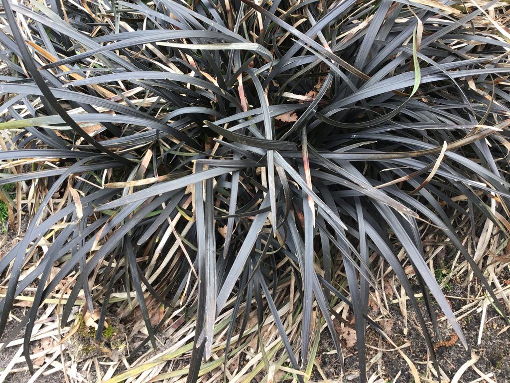 “OPIOGON PLANICAPOS NIGER”JAPANS SLANGENBAARD zonder pot, Ophalen of Verzenden, Overige soorten, Volle zon