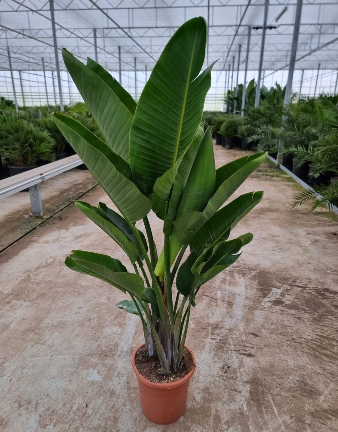 De mooiste sterkste Strelitzia's, Huis en Inrichting, Kamerplanten, Ophalen, Halfschaduw, 200 cm of meer