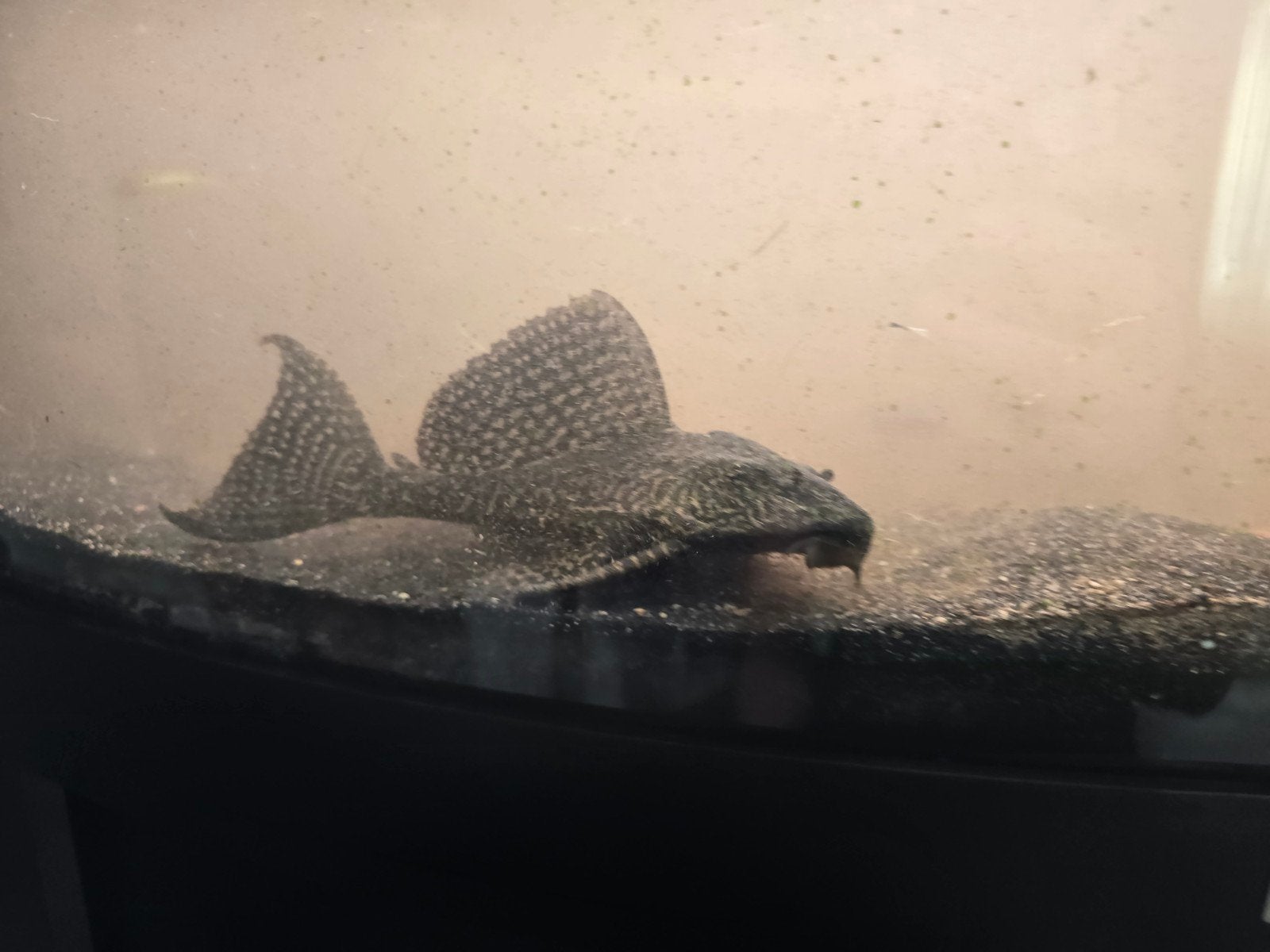 2x Pterygoplichthys algeneters te koop, Dieren en Toebehoren, Vis