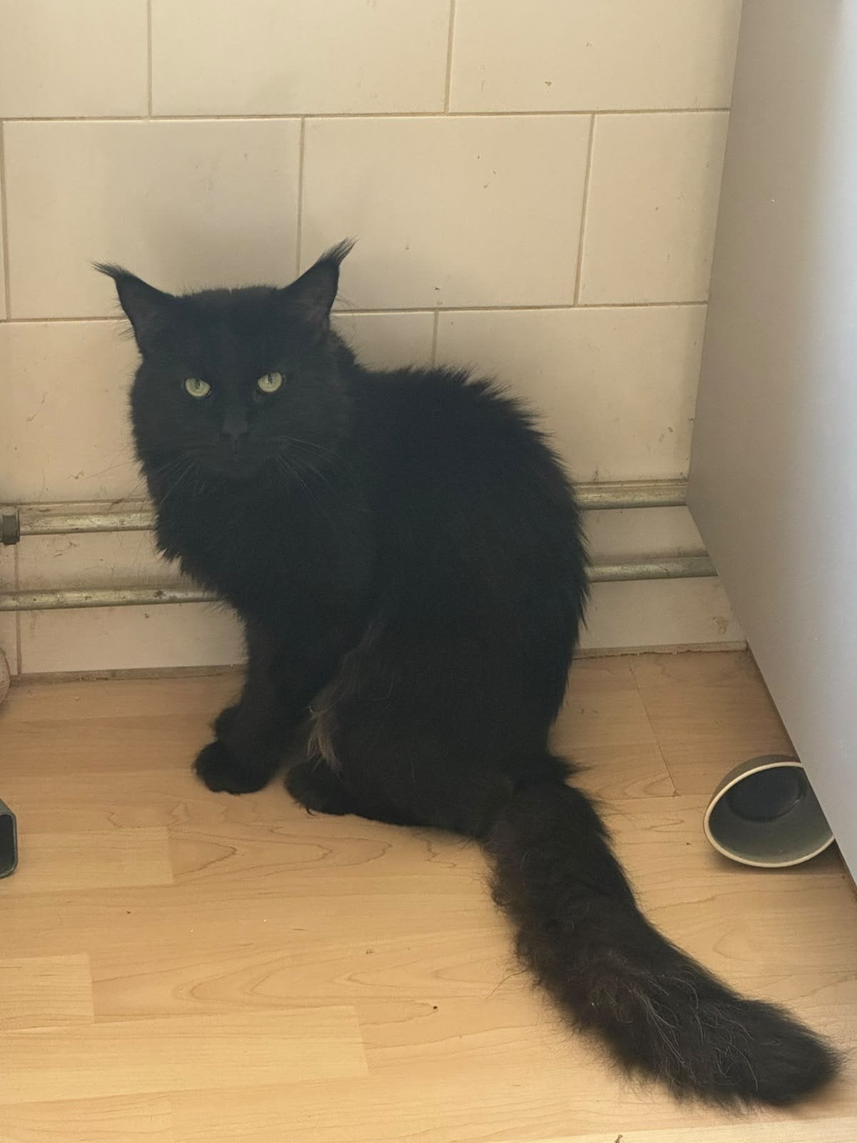 main coon kater, Kater, 0 tot 2 jaar