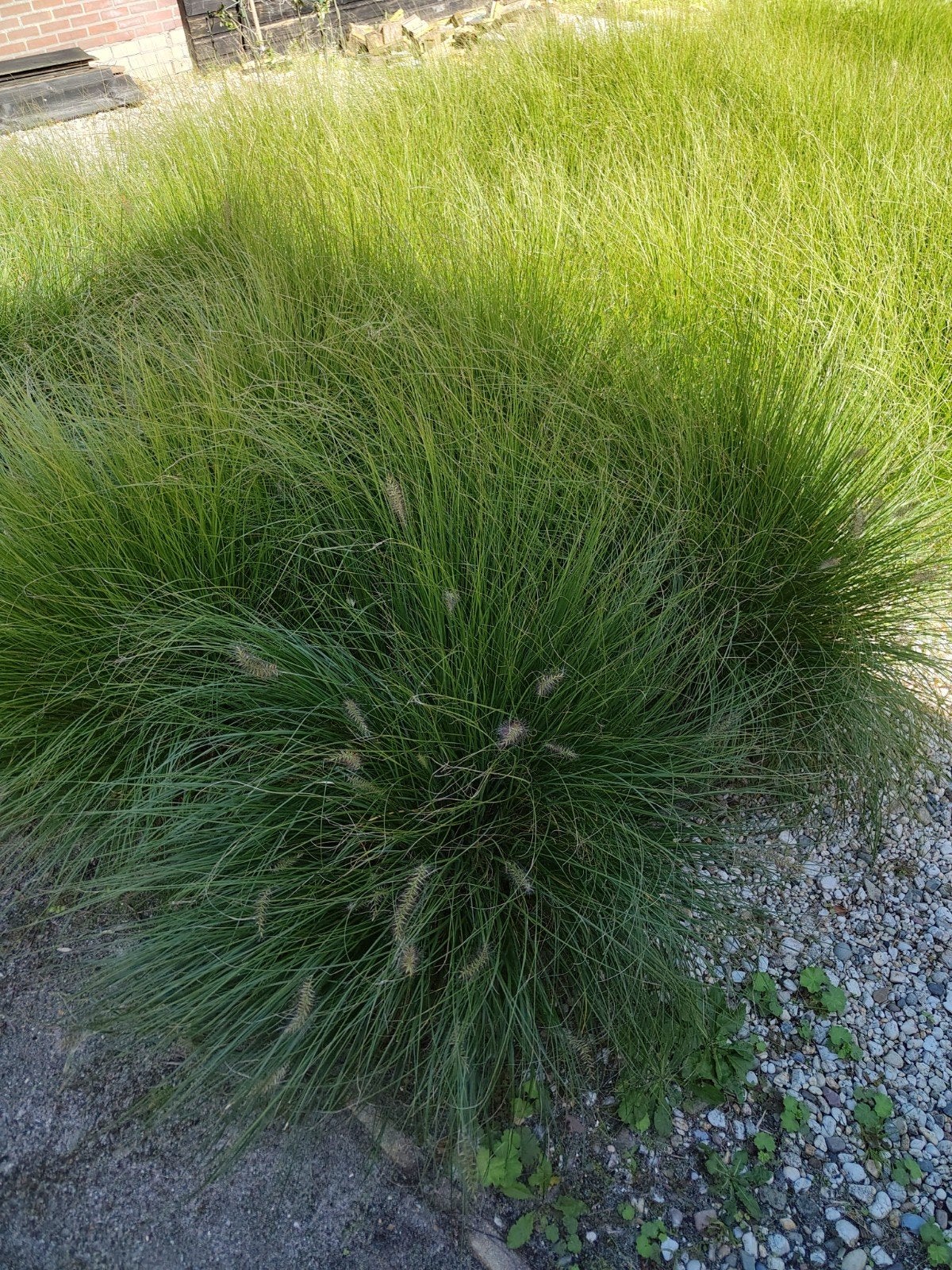 Siergras voor tuin en border, Tuin en Terras, Ophalen, Volle zon, Vaste plant, Siergrassen