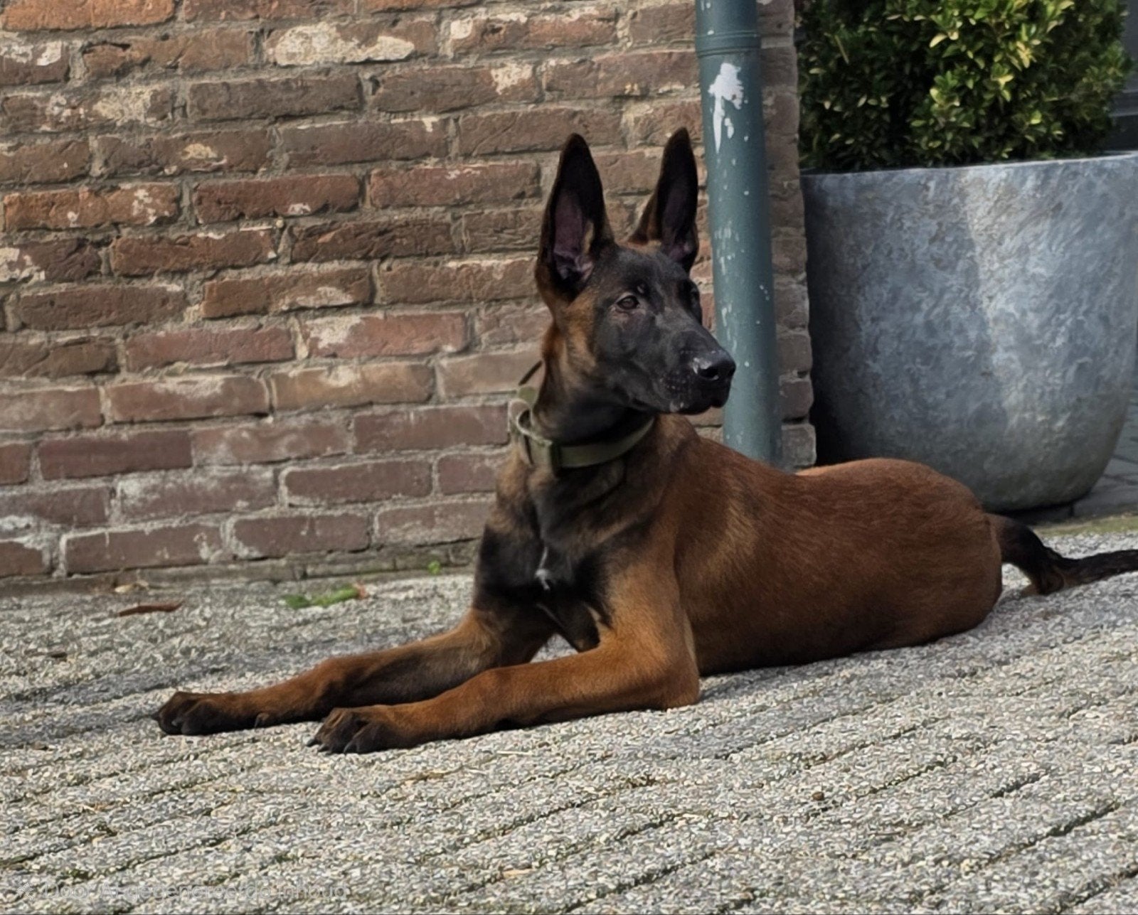 prachtige jonge mechelse herder reu, Particulier, 15 weken tot 1 jaar, Reu, Buitenland