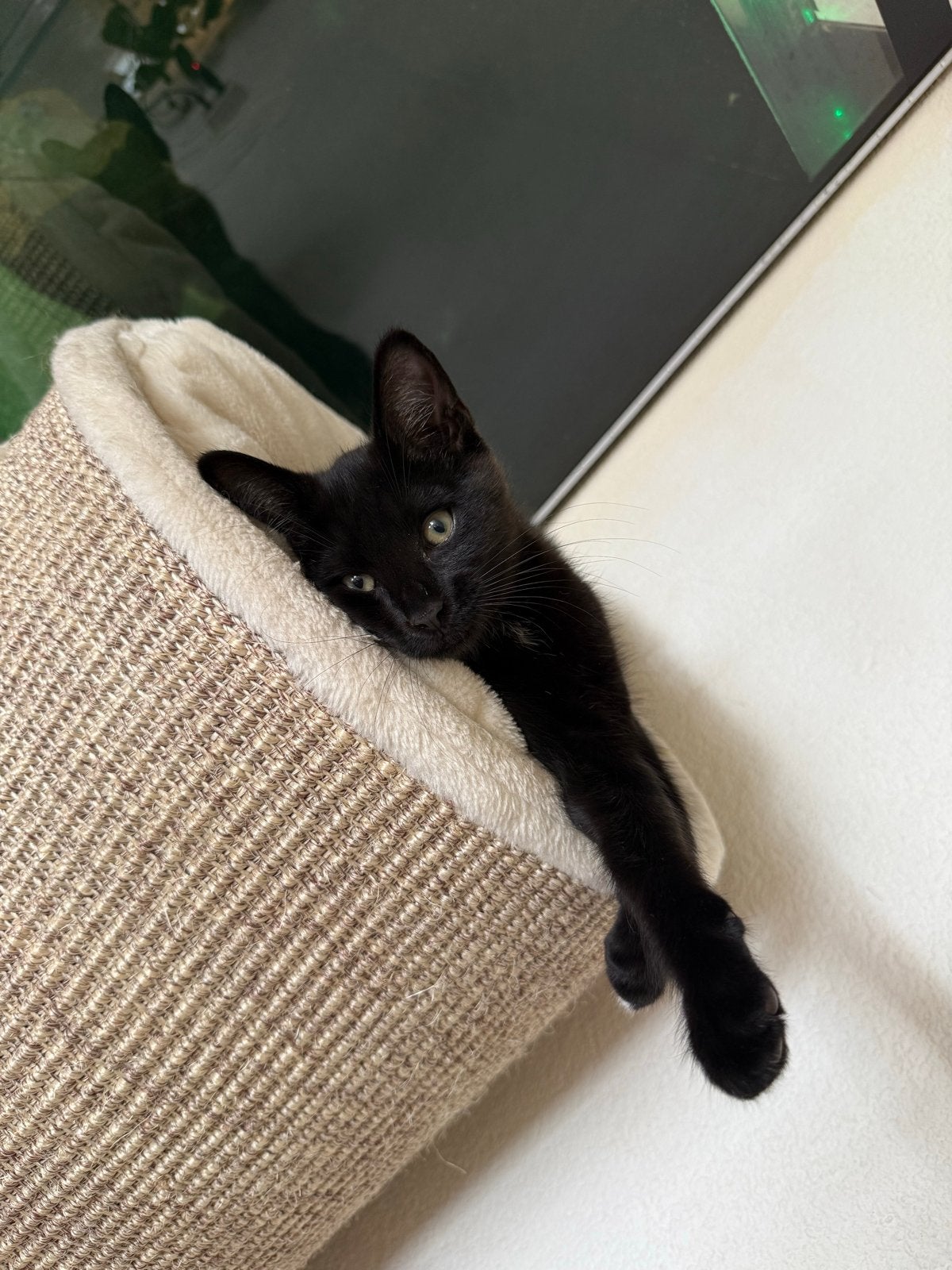 Zwarte kitten, Kater