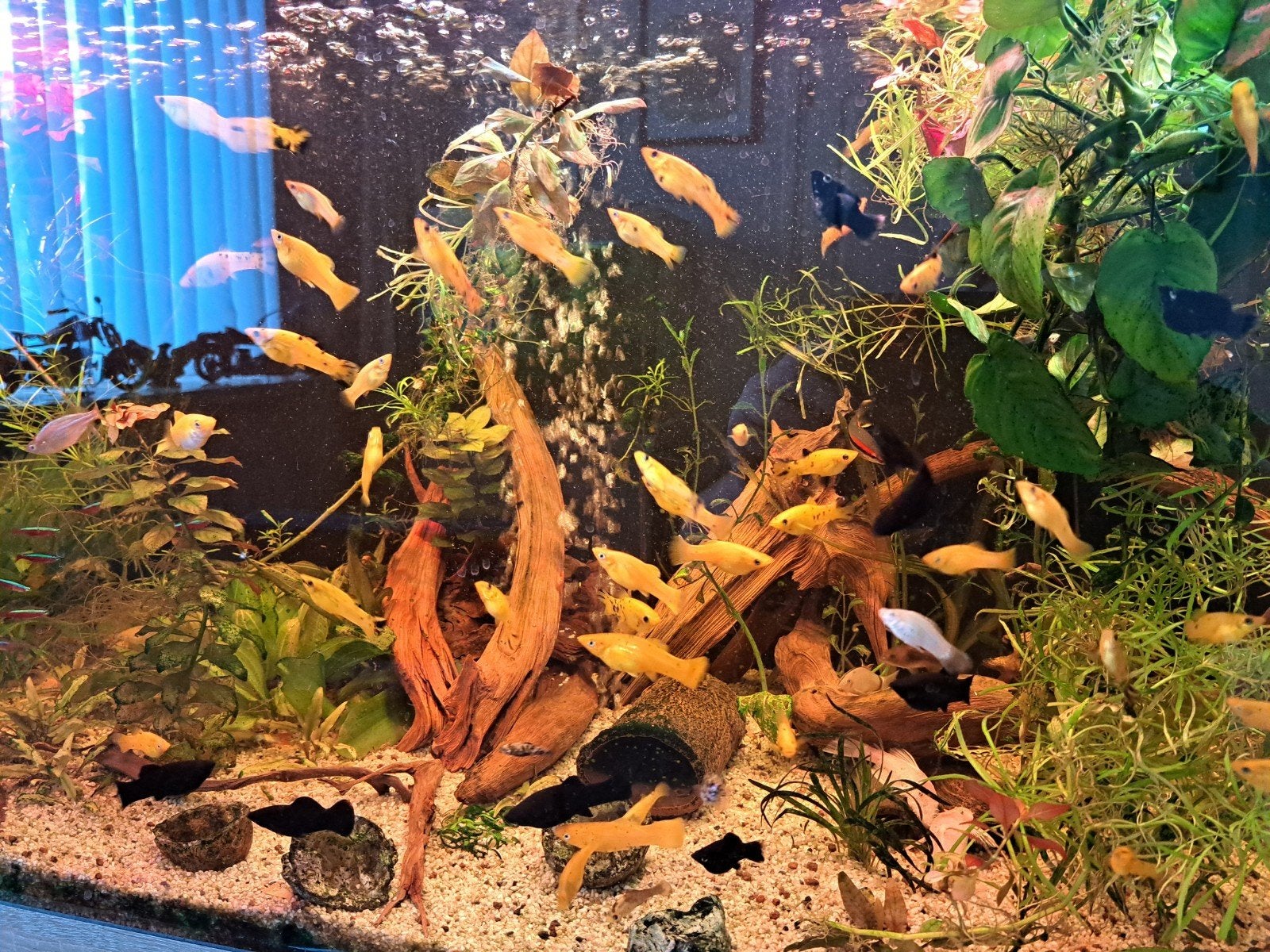 Aquarium vissen gele molly bol molly en andere, Vis, Zoetwatervis