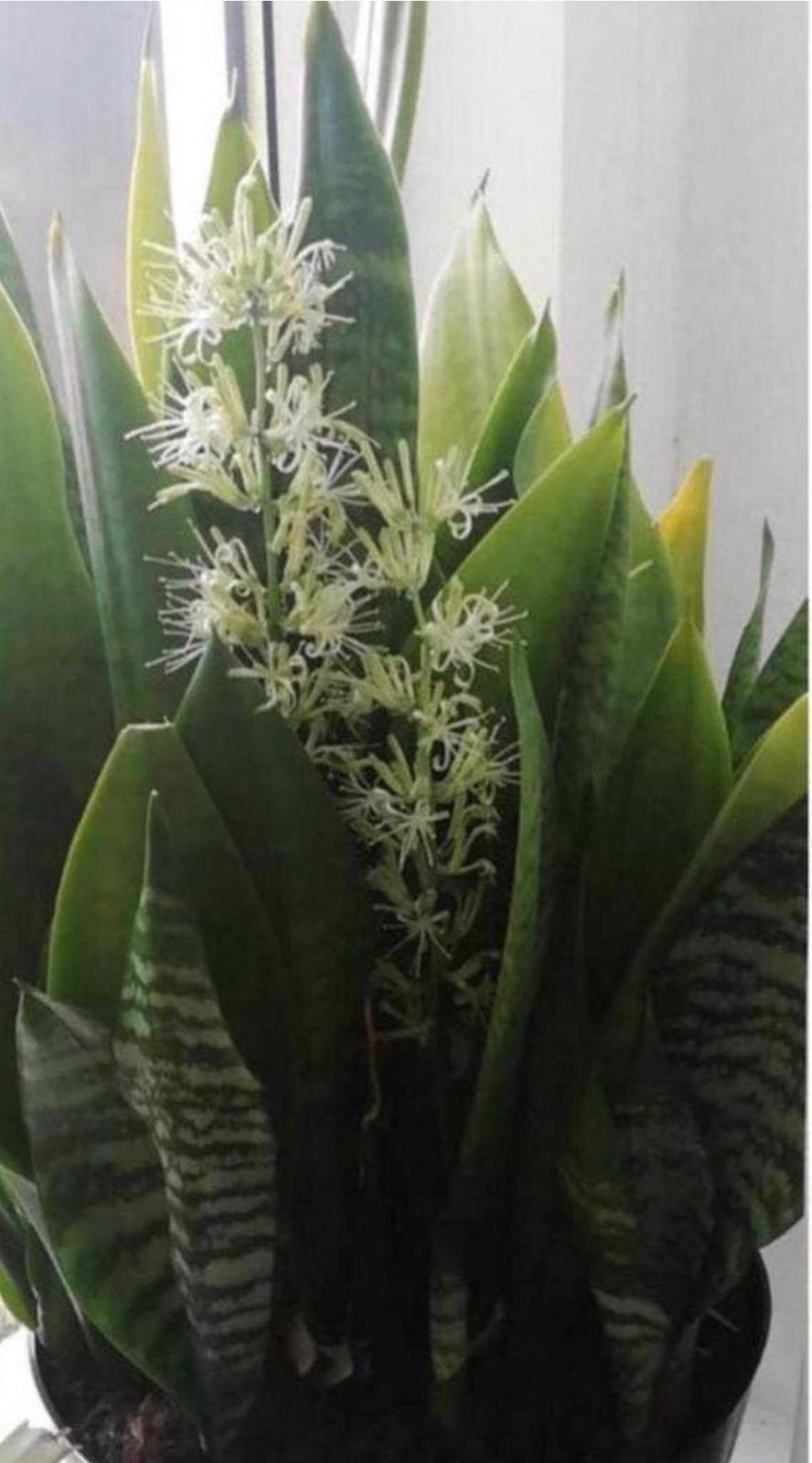 Mooie bio Sansevieria Vrouwentong luchtzuiverende planten, Ophalen of Verzenden, In pot, Halfschaduw, Minder dan 100 cm