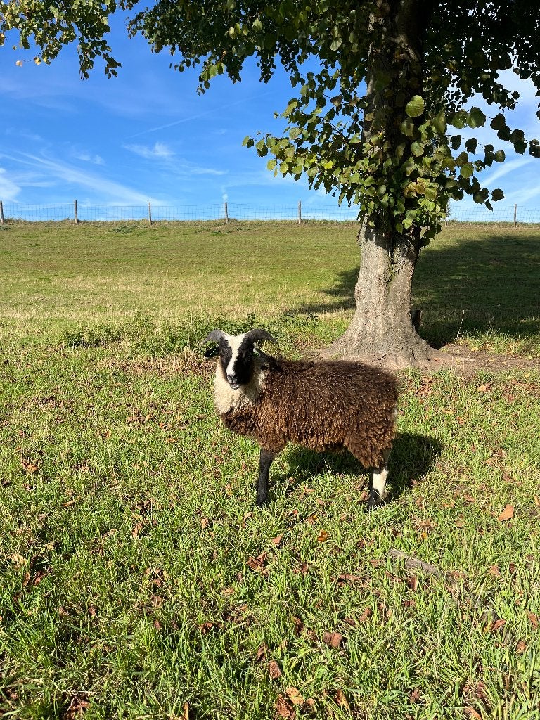 Skudde ram stamboek, Dieren en Toebehoren, Mannelijk, Schaap, 0 tot 2 jaar