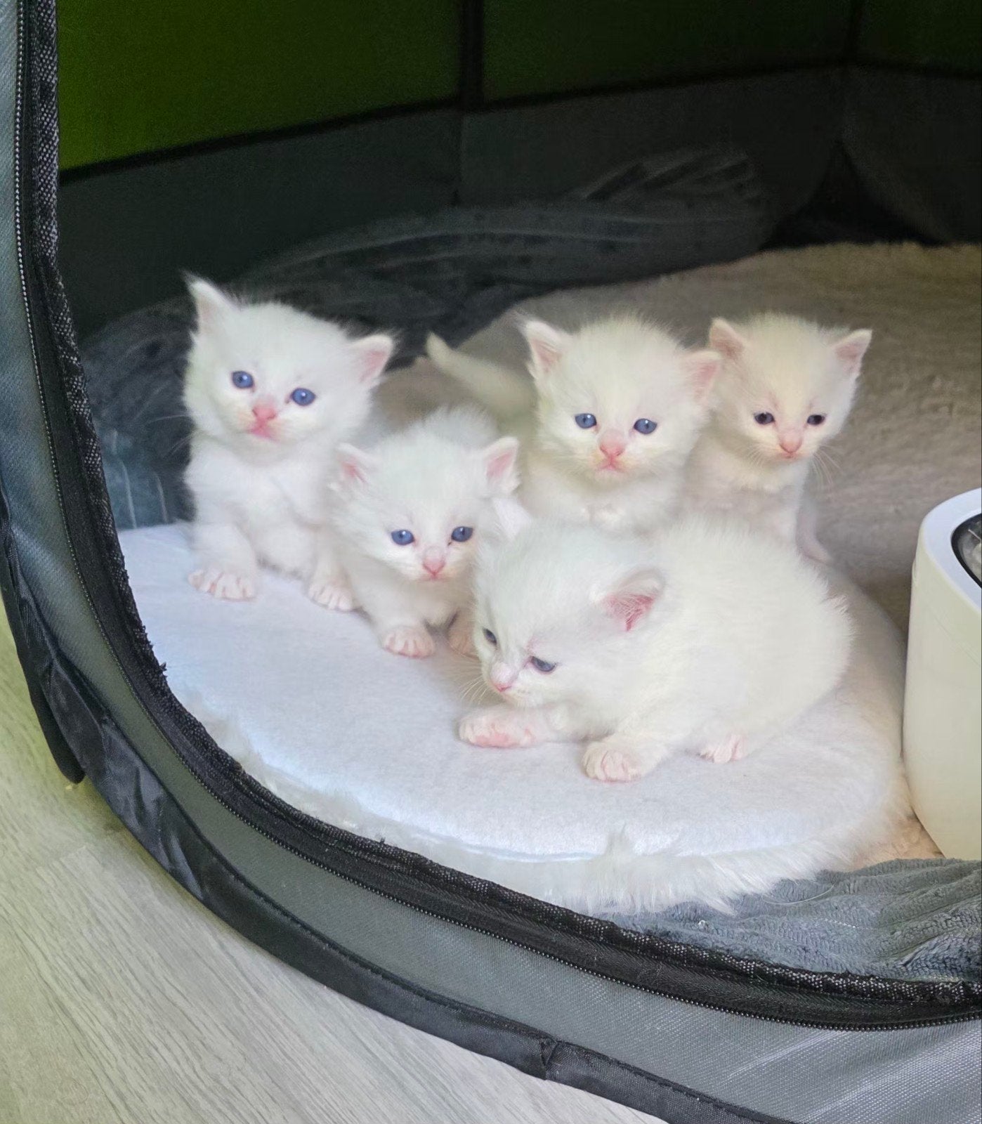 kittens-Lilac Point Ragdoll kruising