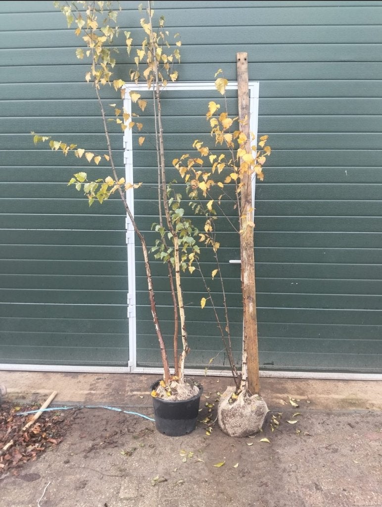 Meerstammige berk, Tuin en Terras, Ophalen, Halfschaduw, Overige soorten, Lente