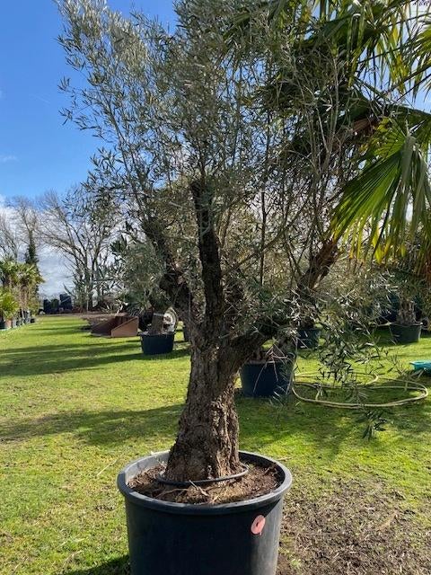 Olijfboom olea europae prachtige olijfboom NR. BA30, Volle zon, Vaste plant, Lente, Ophalen