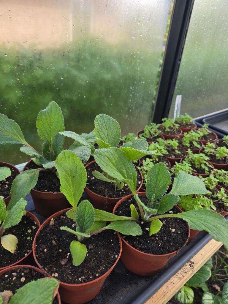 Komkommer kruid planten, Tuin en Terras, Ophalen, Eenjarig, Groenteplanten, Volle zon