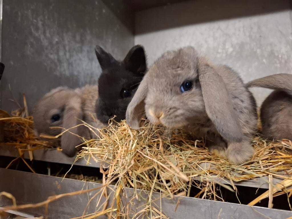 Mooie dwerg konijntjes, Dieren en Toebehoren, Meerdere dieren, Dwerg