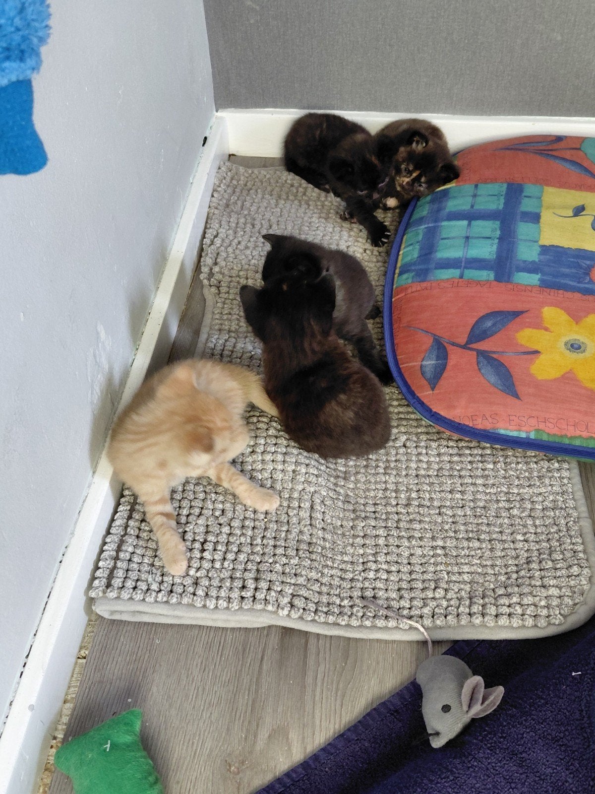 Kittens, Dieren en Toebehoren, Katten en Kittens | Overige Katten, Meerdere dieren, Kortharig, 0 tot 2 jaar